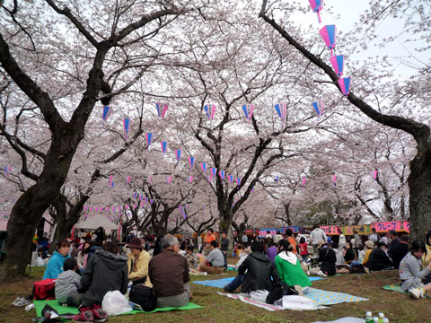 今井の桜とあけぼの山公園の桜 自転車うろうろ日記