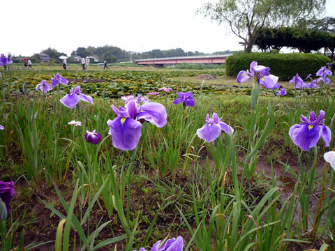 P1010033.jpg